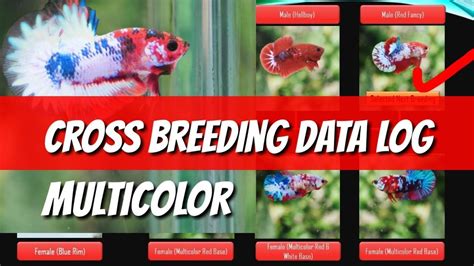 betta cross breeding chart|Iba pa.